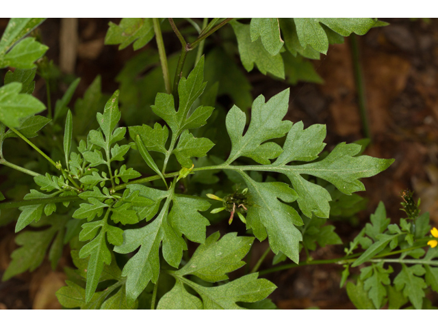 Bidens bipinnata (Spanish needles) #61558