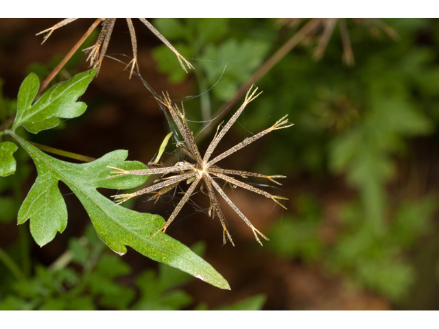 Bidens bipinnata (Spanish needles) #61561