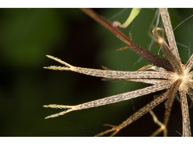 Bidens bipinnata (Spanish needles) #61562