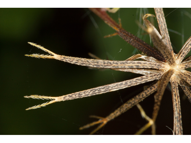 Bidens bipinnata (Spanish needles) #61563