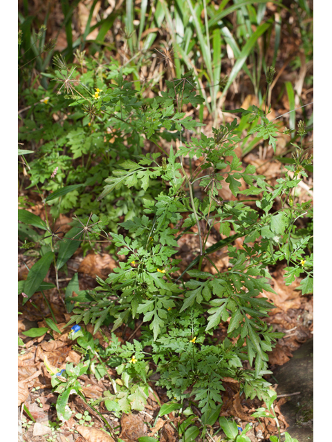 Bidens bipinnata (Spanish needles) #61564