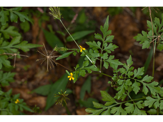 Bidens bipinnata (Spanish needles) #61565