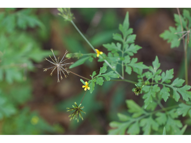 Bidens bipinnata (Spanish needles) #61566