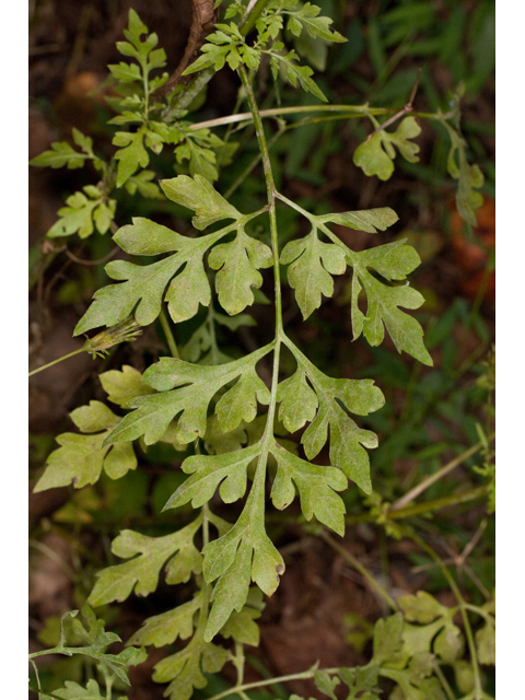 Bidens bipinnata (Spanish needles) #61568