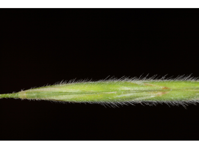 Bromus pubescens (Hairy woodland brome ) #61569