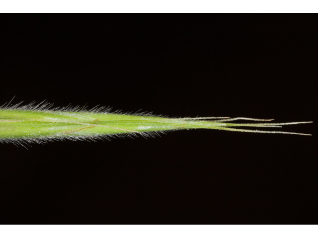 Bromus pubescens (Hairy woodland brome ) #61570