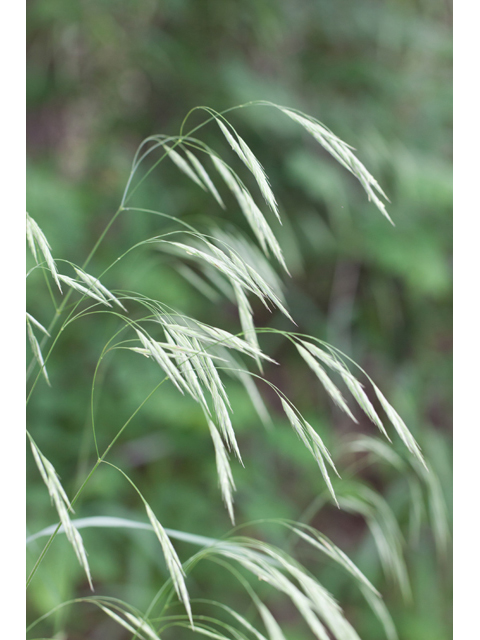 Bromus pubescens (Hairy woodland brome ) #61572