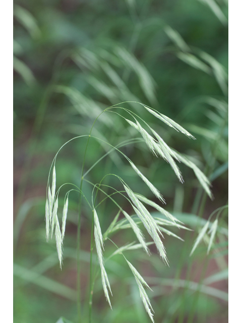 Bromus pubescens (Hairy woodland brome ) #61574