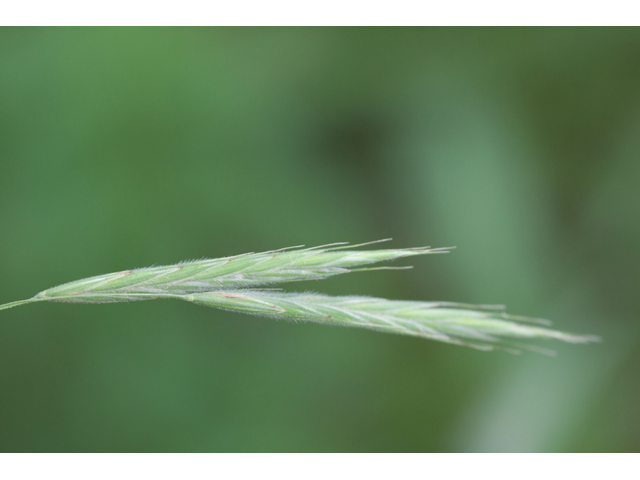 Bromus pubescens (Hairy woodland brome ) #61575