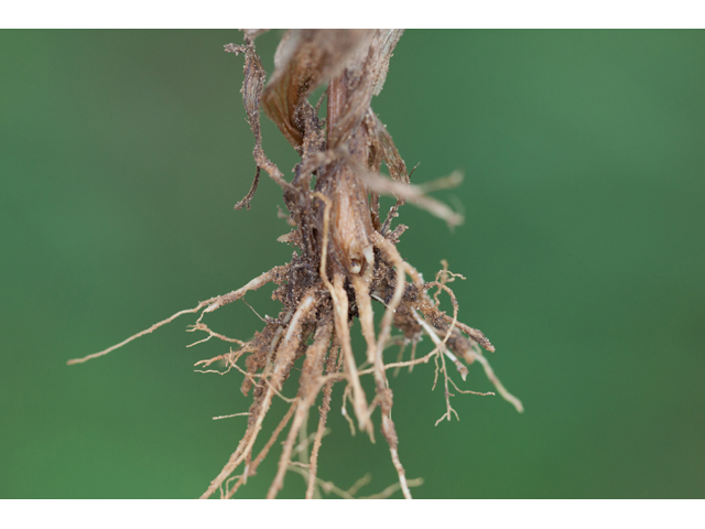 Bromus pubescens (Hairy woodland brome ) #61576