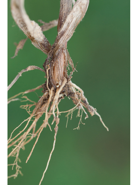 Bromus pubescens (Hairy woodland brome ) #61577