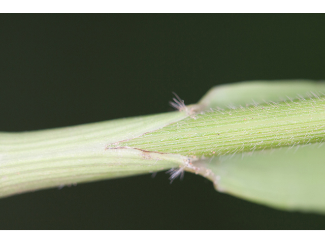 Bromus pubescens (Hairy woodland brome ) #61578