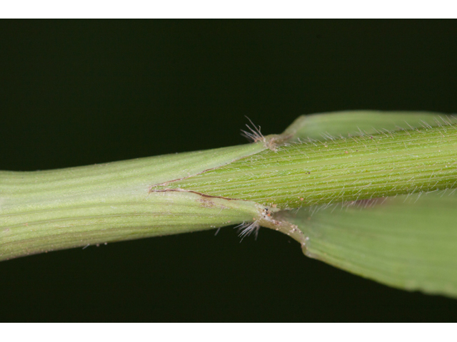 Bromus pubescens (Hairy woodland brome ) #61579