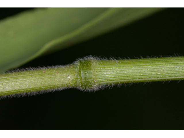 Bromus pubescens (Hairy woodland brome ) #61580