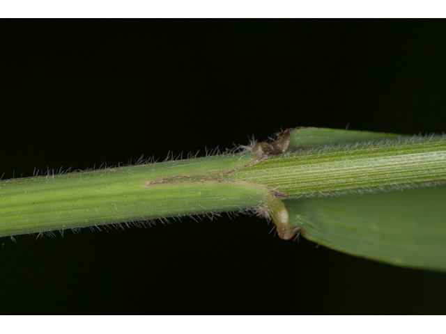 Bromus pubescens (Hairy woodland brome ) #61581