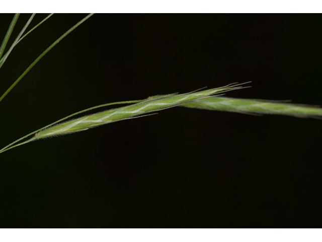 Bromus pubescens (Hairy woodland brome ) #61582