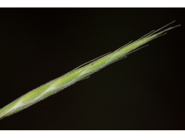 Bromus pubescens (Hairy woodland brome ) #61583