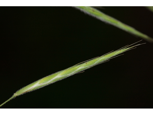 Bromus pubescens (Hairy woodland brome ) #61584