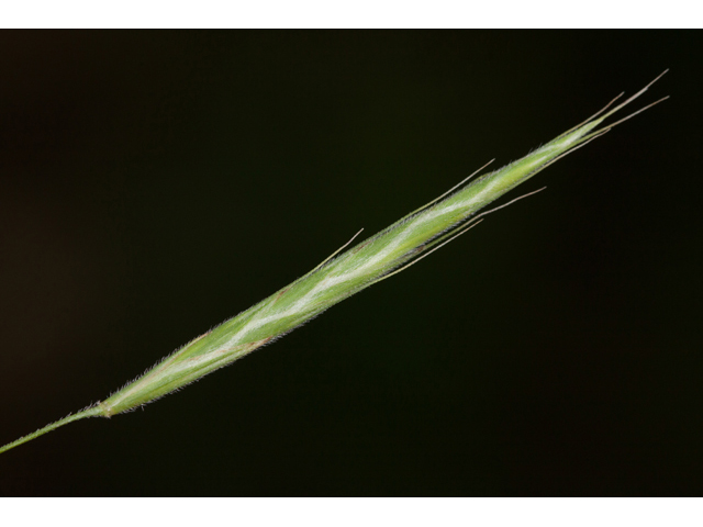 Bromus pubescens (Hairy woodland brome ) #61585