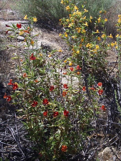 Diplacus rutilus (Santa susana bush monkeyflower) #27584