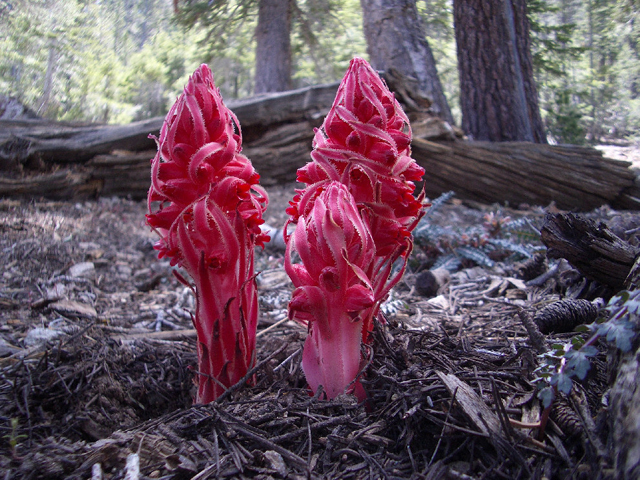 Sarcodes sanguinea (Snowplant) #27591