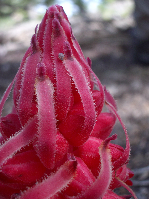 Sarcodes sanguinea (Snowplant) #27593