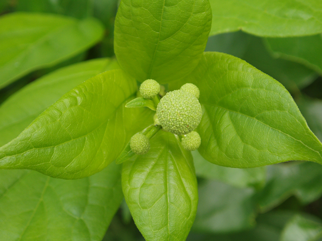 Cephalanthus occidentalis (Common buttonbush) #30108