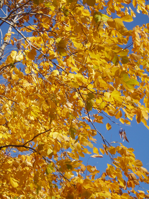 Cladrastis kentukea (Kentucky yellowwood) #30116