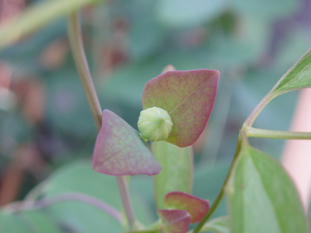 Clematis glaucophylla (Whiteleaf leather-flower) #30119