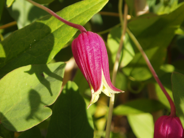 Clematis glaucophylla (Whiteleaf leather-flower) #30120