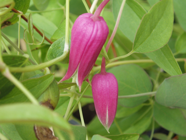 Clematis glaucophylla (Whiteleaf leather-flower) #30121