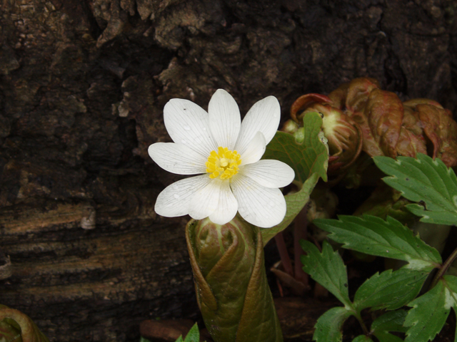 Sanguinaria canadensis (Bloodroot) #30199