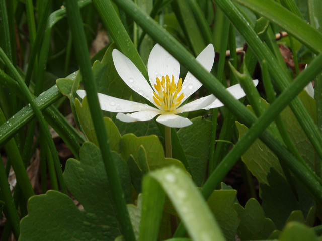 Sanguinaria canadensis (Bloodroot) #30201