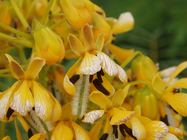 Senna hebecarpa (American senna) #30203