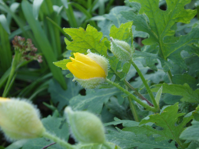 Stylophorum diphyllum (Celandine poppy) #30207