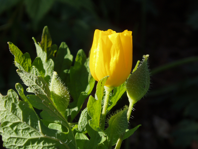 Stylophorum diphyllum (Celandine poppy) #30208