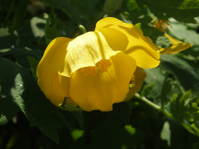 Stylophorum diphyllum (Celandine poppy) #30209