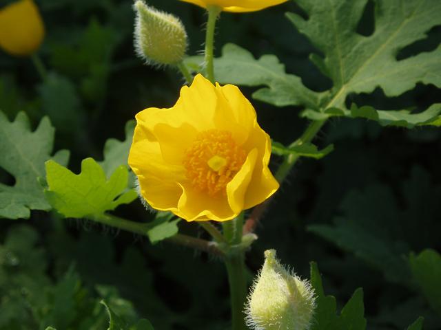 Stylophorum diphyllum (Celandine poppy) #30210