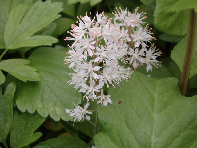 Tiarella cordifolia var. cordifolia (Mountan foamflower) #30217