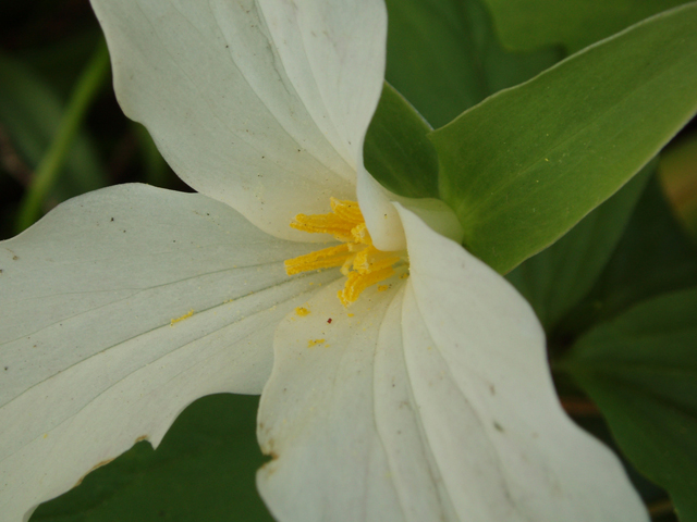 Trillium grandiflorum (White wake-robin) #30220