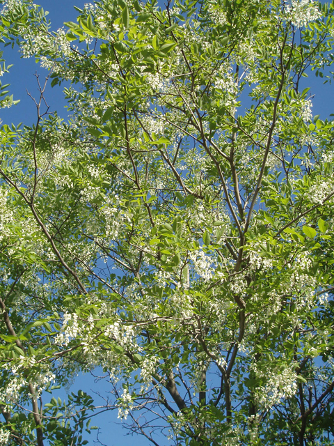 Cladrastis kentukea (Kentucky yellowwood) #30257