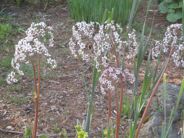 Darmera peltata (Indian rhubarb) #30274