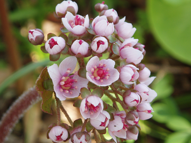 Darmera peltata (Indian rhubarb) #30277