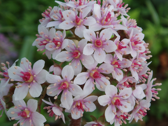 Darmera peltata (Indian rhubarb) #30278