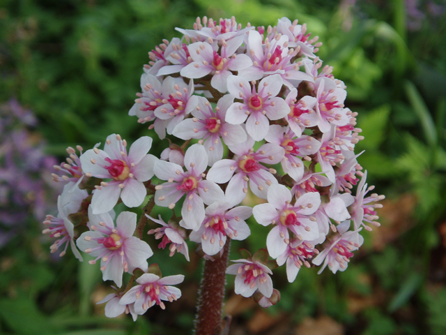 Darmera peltata (Indian rhubarb) #30279