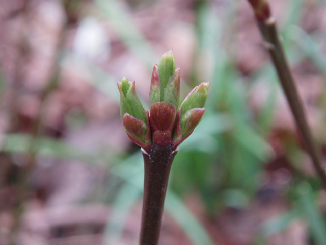 Euonymus obovatus (Running strawberry bush) #30293