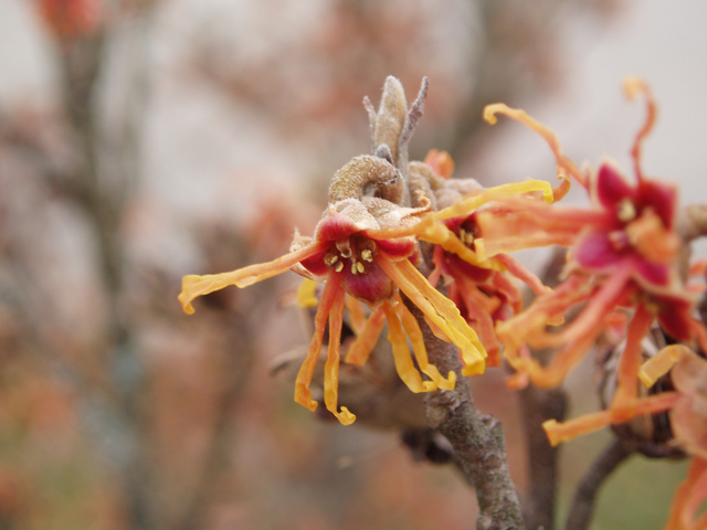 Hamamelis vernalis (Ozark witch-hazel) #30297