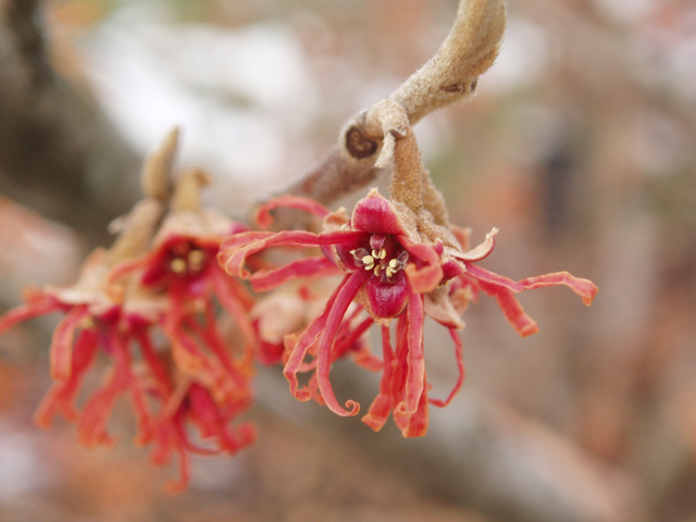 Hamamelis vernalis (Ozark witch-hazel) #30298