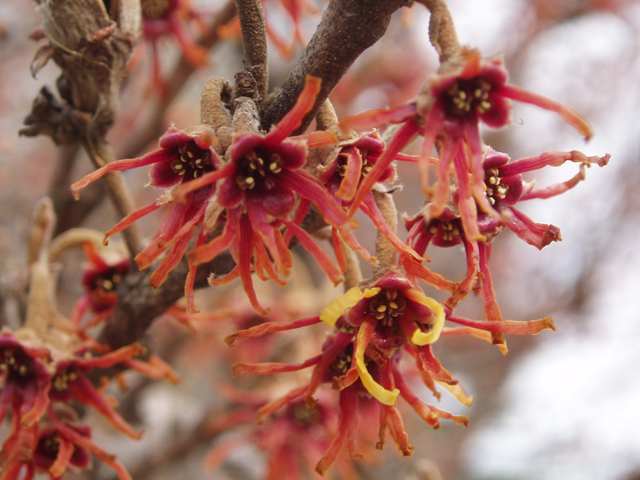 Hamamelis vernalis (Ozark witch-hazel) #30299