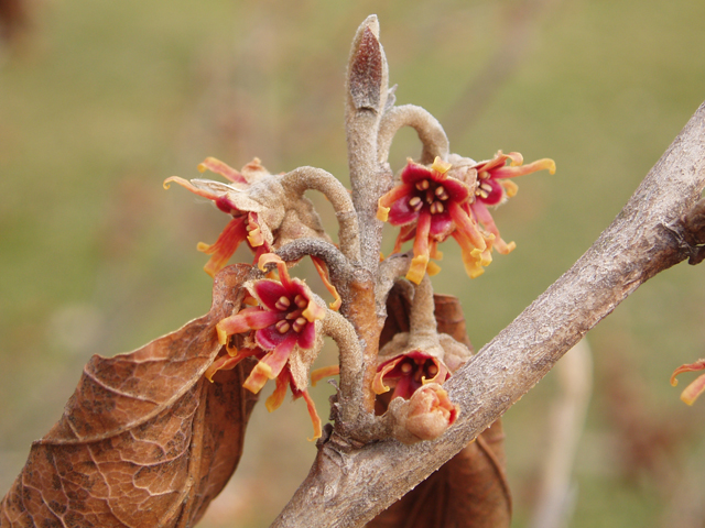 Hamamelis vernalis (Ozark witch-hazel) #30301